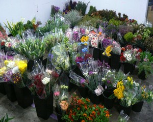 Wedding flowers wholesalers